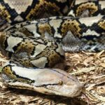 Pria di Sigi Ditelan Ular Piton 5 Meter Saat Beristirahat di Kebun