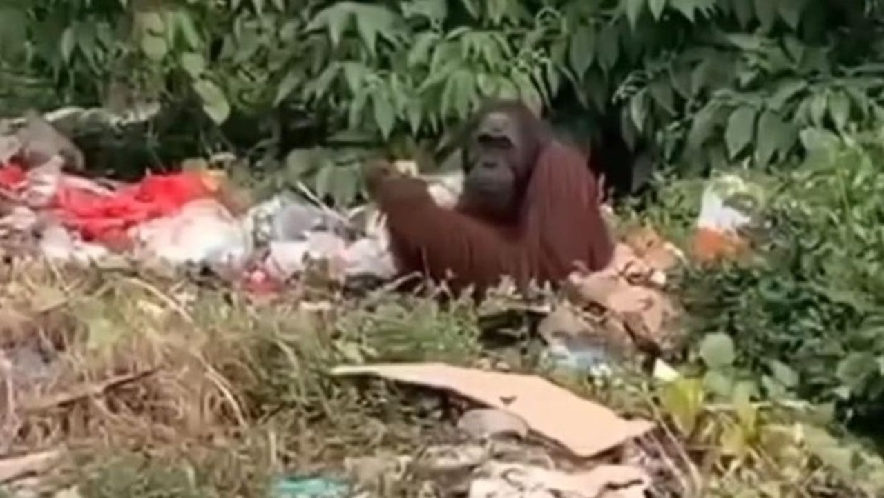 Sam, Orang Utan 18 Tahun, Ditemukan Mencari Makan di Tumpukan Sampah Kutai Timur