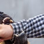 Bocah 8 Tahun di Cianjur Diserang 8 Anjing Liar, Luka Parah di Kepala dan Tubuh