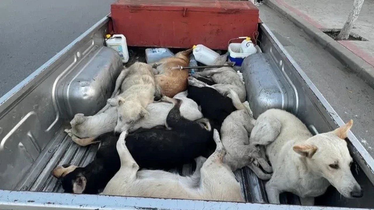 Maroko Dituding Bakal Bantai Jutaan Anjing Demi Piala Dunia 2030, FIFA Diminta Bertindak Maroko Dituding Bakal Bantai Jutaan Anjing Demi Piala Dunia 2030, FIFA Diminta Bertindak