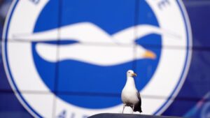 Pemain Amatir Turki Selamatkan Burung Camar Kena Bola dengan CPR, Aksi Viral Tuai Pujian