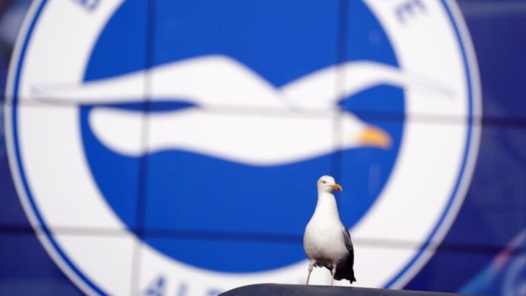 Pemain Amatir Turki Selamatkan Burung Camar Kena Bola dengan CPR, Aksi Viral Tuai Pujian Pemain Amatir Turki Selamatkan Burung Camar Kena Bola dengan CPR, Aksi Viral Tuai Pujian