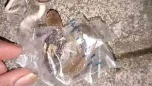 Remaja Sukoharjo Digigit Ular Kobra Diduga Terjebak di Selotip Paket yang Dibuang