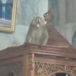 Monyet Liar Masuk Masjid Cakung, Damkar Jakarta Timur Lakukan Evakuasi Dramatis