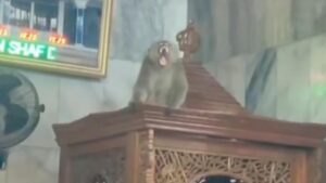 Monyet Liar Masuk Masjid Cakung, Damkar Jakarta Timur Lakukan Evakuasi Dramatis