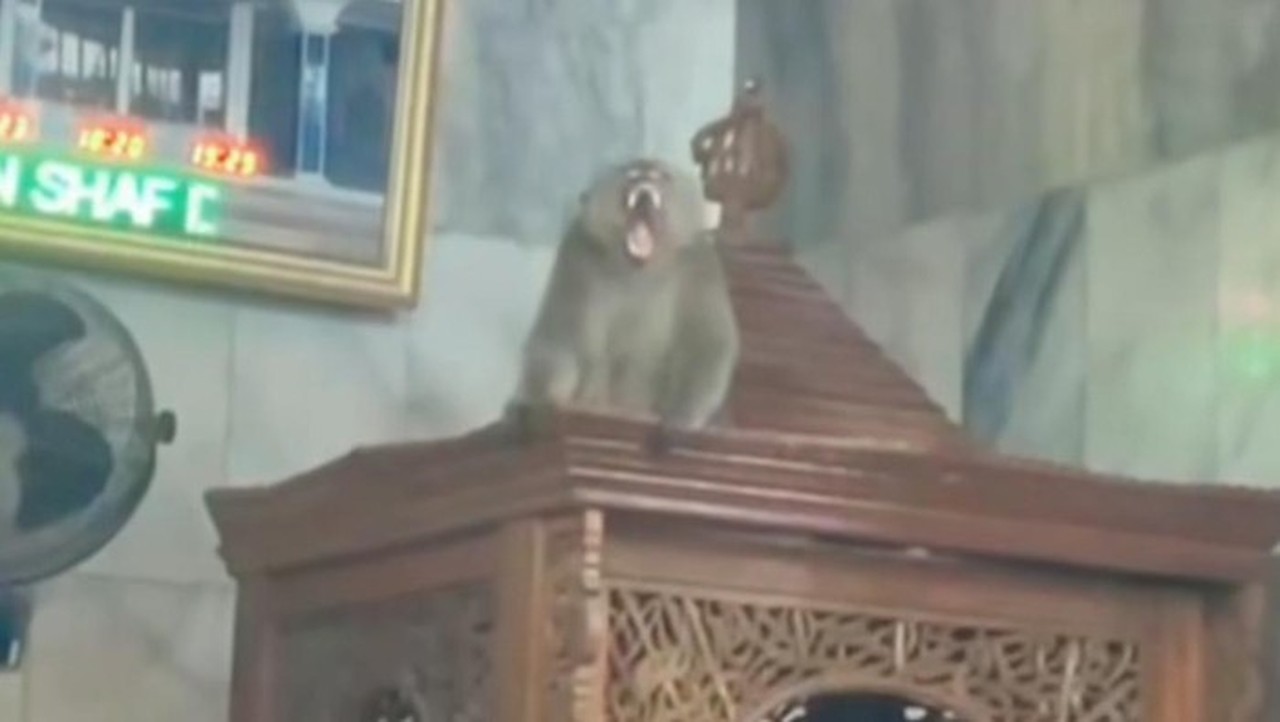 Monyet Liar Masuk Masjid Cakung, Damkar Jakarta Timur Lakukan Evakuasi Dramatis